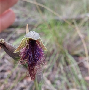 Calochilus platychilus at Undefined Area - suppressed