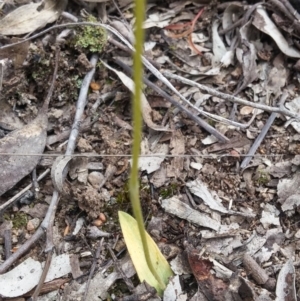 Glossodia major at Point 3506 - 9 Nov 2016