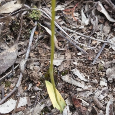 Glossodia major (Wax Lip Orchid) at Point 3506 - 9 Nov 2016 by NickWilson