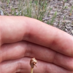 Glossodia major at Point 3506 - 9 Nov 2016