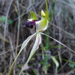 Caladenia atrovespa (Green-comb Spider Orchid) at Rob Roy Range - 9 Nov 2016 by mholling