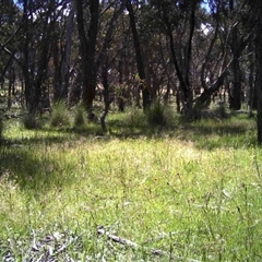 Unidentified at Mulligans Flat - 9 Nov 2016 by MulligansFlat1