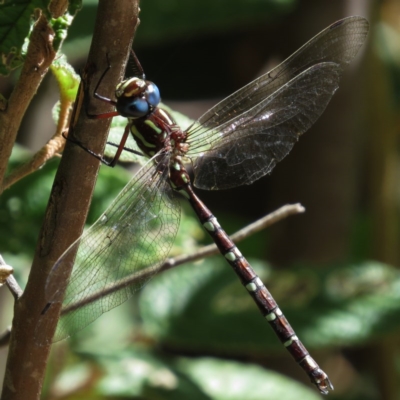 Austroaeschna pulchra (Forest Darner) at Tidbinbilla Nature Reserve - 5 Mar 2015 by JohnBundock