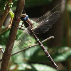 Austroaeschna pulchra (Forest Darner) at Paddys River, ACT - 5 Mar 2015 by JohnBundock