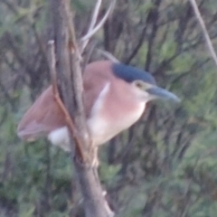 Nycticorax caledonicus (Nankeen Night-Heron) at Greenway, ACT - 19 Nov 2014 by michaelb