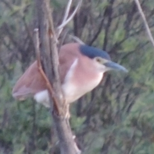 Nycticorax caledonicus at Greenway, ACT - 19 Nov 2014 08:16 PM