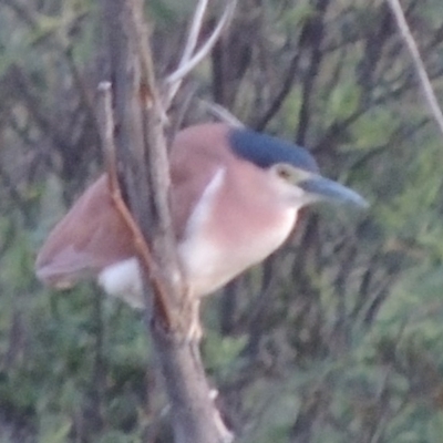 Nycticorax caledonicus (Nankeen Night-Heron) at Greenway, ACT - 19 Nov 2014 by michaelb