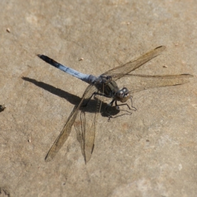 Orthetrum caledonicum (Blue Skimmer) at Tidbinbilla Nature Reserve - 7 Nov 2016 by roymcd