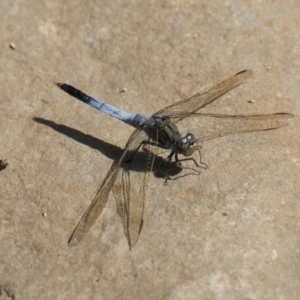 Orthetrum caledonicum at Paddys River, ACT - 7 Nov 2016