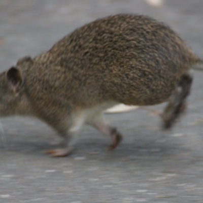 Isoodon obesulus obesulus (Southern Brown Bandicoot) at Paddys River, ACT - 7 Nov 2016 by roymcd