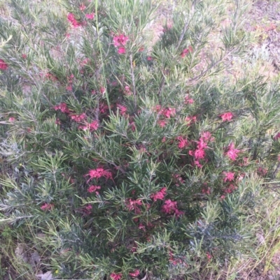 Grevillea sp. (Grevillea) at Conder, ACT - 10 Nov 2016 by RohanT