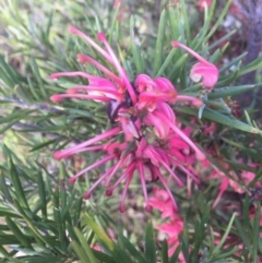 Grevillea (genus) at Conder, ACT - 10 Nov 2016 09:18 PM