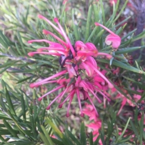 Grevillea sp. at Conder, ACT - 10 Nov 2016 09:18 PM