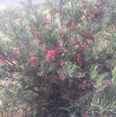 Grevillea sp. at Conder, ACT - 10 Nov 2016 09:18 PM