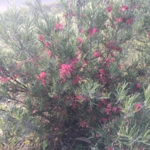 Grevillea sp. at Conder, ACT - 10 Nov 2016