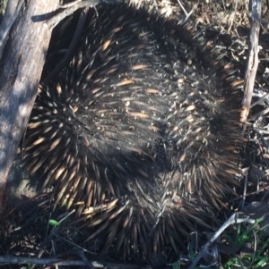 Tachyglossus aculeatus at Conder, ACT - 10 Nov 2016