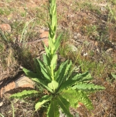 Verbascum virgatum (Green Mullein) at Tuggeranong Hill - 10 Nov 2016 by RohanT