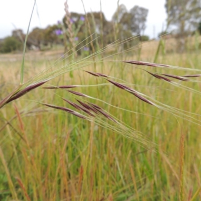 Nassella neesiana (Chilean Needlegrass) at Conder, ACT - 8 Nov 2016 by MichaelBedingfield