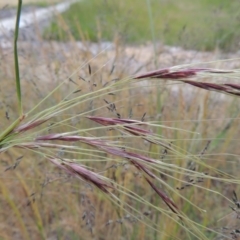 Nassella neesiana at Conder, ACT - 8 Nov 2016 07:01 PM