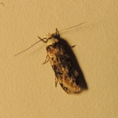 Endrosis sarcitrella (White-shouldered House Moth) at Conder, ACT - 7 Nov 2016 by MichaelBedingfield