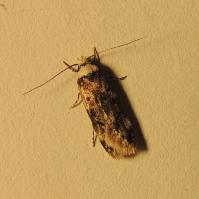 Endrosis sarcitrella (White-shouldered House Moth) at Pollinator-friendly garden Conder - 6 Nov 2016 by michaelb