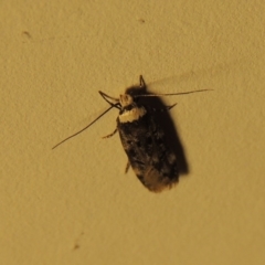 Endrosis sarcitrella at Conder, ACT - 7 Nov 2016