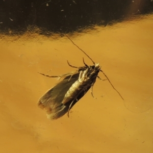 Endrosis sarcitrella at Conder, ACT - 7 Nov 2016