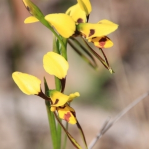 Diuris sulphurea at Canberra Central, ACT - 10 Nov 2016