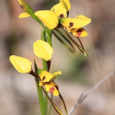 Diuris sulphurea (Tiger Orchid) at Mount Majura - 10 Nov 2016 by petersan