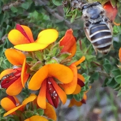 Trichocolletes sp. (genus) (Spring Bee) at Googong, NSW - 10 Nov 2016 by Wandiyali