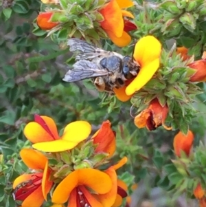 Trichocolletes sp. (genus) at Googong, NSW - 11 Nov 2016 08:26 AM