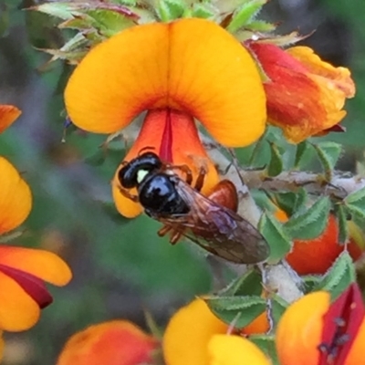 Exoneura sp. (genus) (A reed bee) at QPRC LGA - 10 Nov 2016 by Wandiyali
