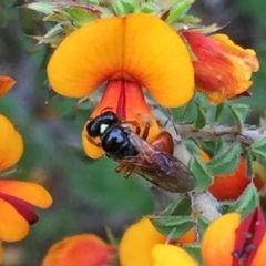 Exoneura sp. (genus) (A reed bee) at Googong, NSW - 10 Nov 2016 by Wandiyali