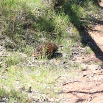 Tachyglossus aculeatus (Short-beaked Echidna) at Mount Majura - 10 Nov 2016 by petersan