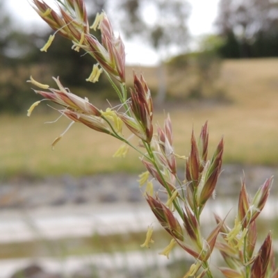 Lolium arundinaceum (Tall Fescue) at Banks, ACT - 8 Nov 2016 by MichaelBedingfield