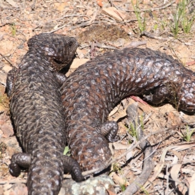 Tiliqua rugosa (Shingleback Lizard) at Canberra Central, ACT - 10 Nov 2016 by petersan