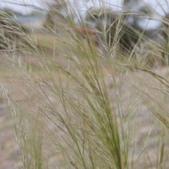 Austrostipa scabra subsp. falcata (Rough Spear-grass) at Banks, ACT - 8 Nov 2016 by michaelb