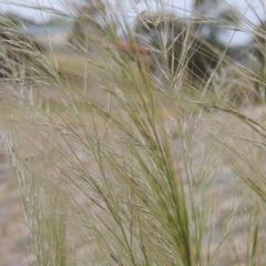 Austrostipa scabra subsp. falcata (Rough Spear-grass) at Banks, ACT - 8 Nov 2016 by MichaelBedingfield