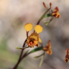 Diuris semilunulata (Late Leopard Orchid) at Canberra Central, ACT - 10 Nov 2016 by petersan