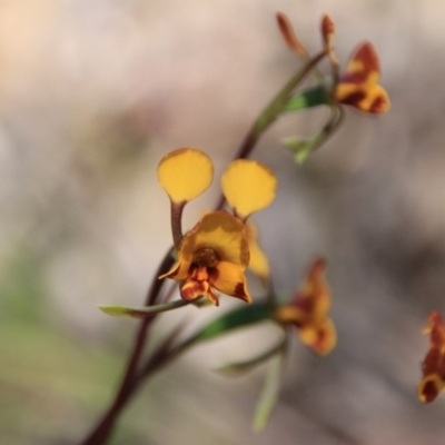 Diuris semilunulata (Late Leopard Orchid) at Mount Majura - 10 Nov 2016 by petersan