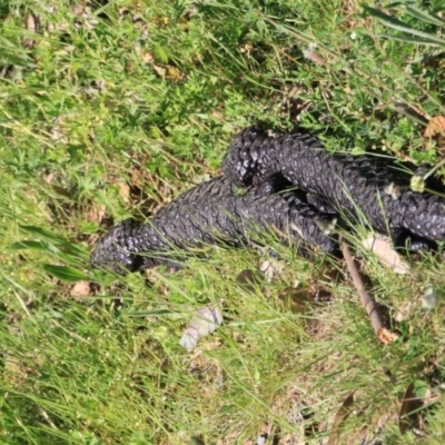 Tiliqua rugosa (Shingleback Lizard) at Canberra Central, ACT - 10 Nov 2016 by petersan