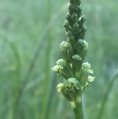 Microtis unifolia (Common Onion Orchid) at Googong, NSW - 10 Nov 2016 by Wandiyali