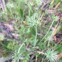 Oreomyrrhis eriopoda at Googong, NSW - 11 Nov 2016 09:00 AM