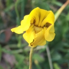 Goodenia pinnatifida (Scrambled Eggs) at QPRC LGA - 10 Nov 2016 by Wandiyali