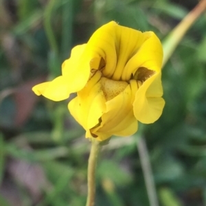 Goodenia pinnatifida at Googong, NSW - 11 Nov 2016 09:05 AM