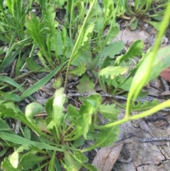 Goodenia pinnatifida at Googong, NSW - 11 Nov 2016 09:05 AM