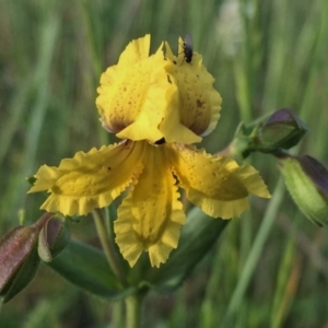 Goodenia paradoxa at Googong, NSW - 11 Nov 2016 09:10 AM