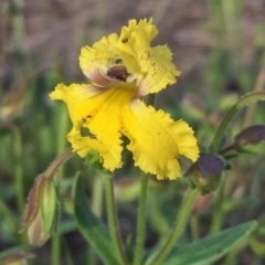 Goodenia paradoxa at Googong, NSW - 11 Nov 2016 09:10 AM