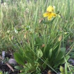 Goodenia paradoxa at Googong, NSW - 11 Nov 2016