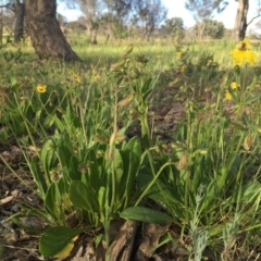 Goodenia paradoxa at Googong, NSW - 11 Nov 2016 09:10 AM